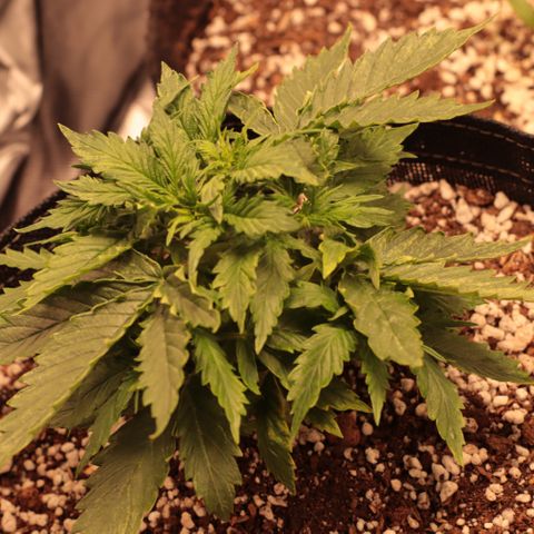 Padmé Amídala growlog timeline photo
