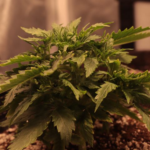 Padmé Amídala growlog timeline photo