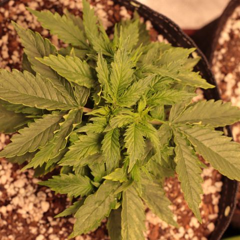 Padmé Amídala growlog timeline photo