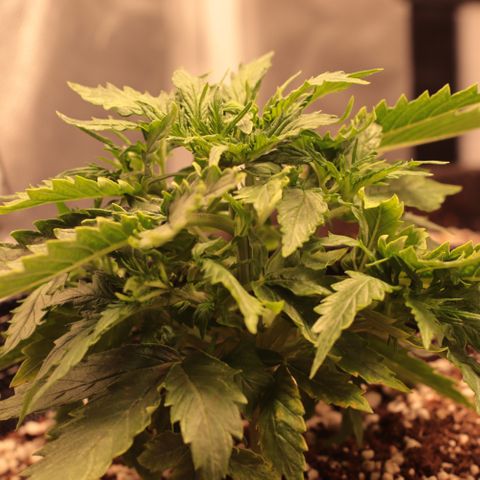 Padmé Amídala growlog timeline photo