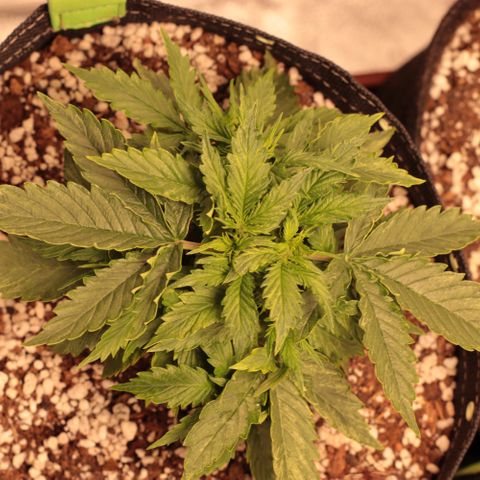Padmé Amídala growlog timeline photo