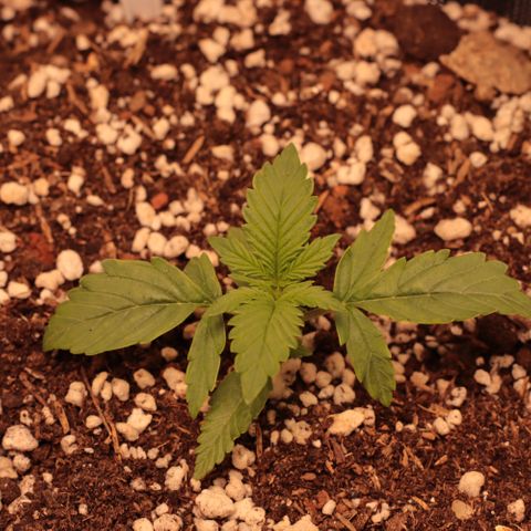 Princess Leia  growlog timeline photo