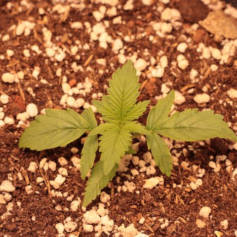 Princess Leia  growlog timeline photo