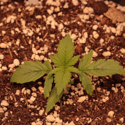 Princess Leia  growlog timeline photo