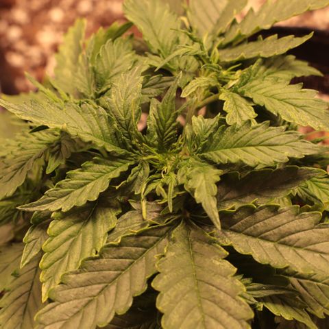 Padmé Amídala growlog timeline photo