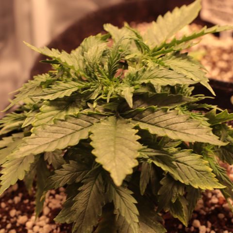 Padmé Amídala growlog timeline photo