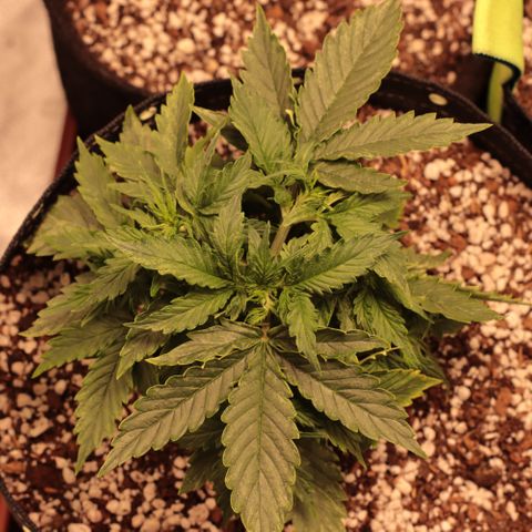 Padmé Amídala growlog timeline photo