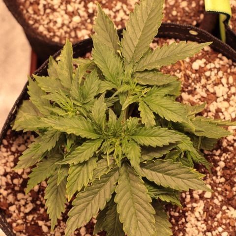 Padmé Amídala growlog timeline photo