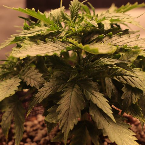 Padmé Amídala growlog timeline photo