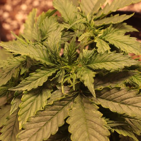 Padmé Amídala growlog timeline photo