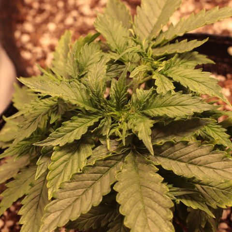 Padmé Amídala growlog timeline photo