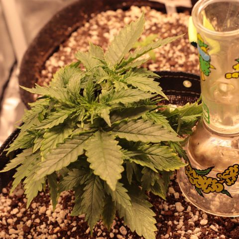Padmé Amídala growlog timeline photo