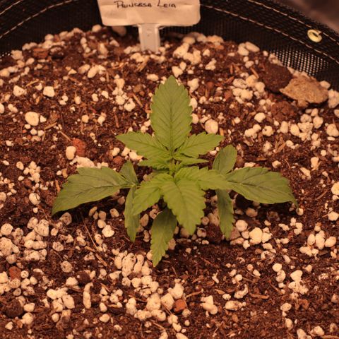 Princess Leia  growlog timeline photo