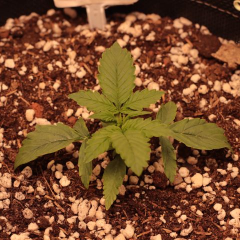 Princess Leia  growlog timeline photo