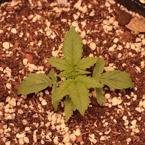 Princess Leia  growlog timeline photo