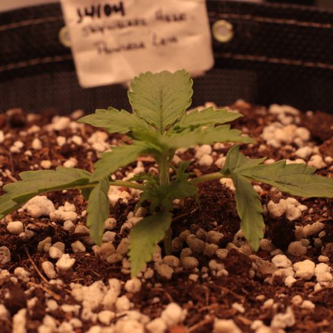 Princess Leia  growlog timeline photo