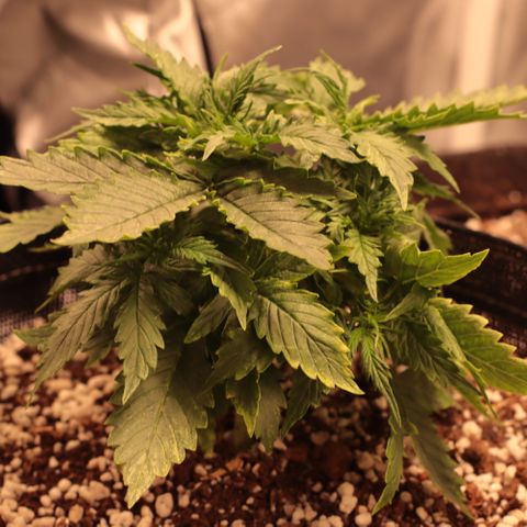 Padmé Amídala growlog timeline photo