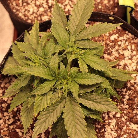Padmé Amídala growlog timeline photo