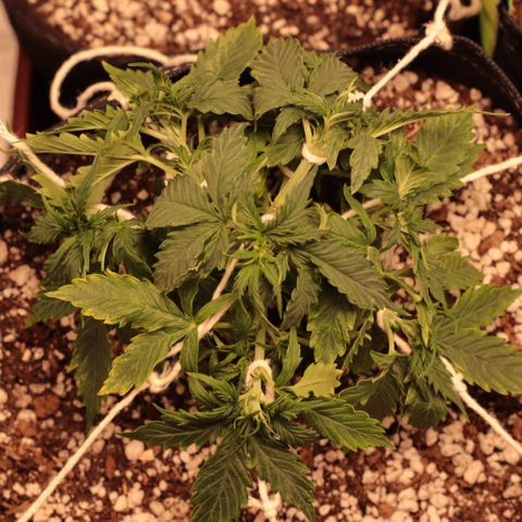 Padmé Amídala growlog timeline photo