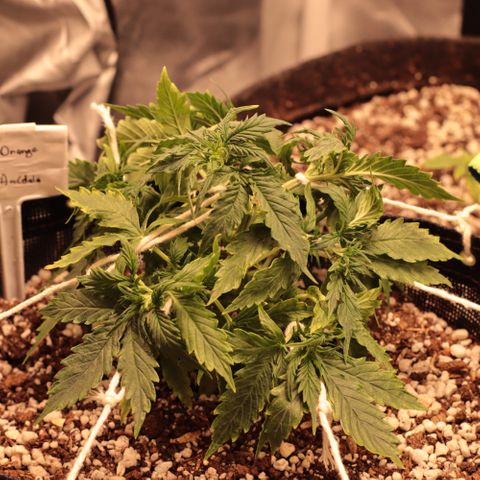Padmé Amídala growlog timeline photo