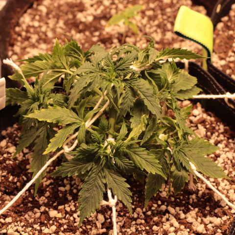 Padmé Amídala growlog timeline photo