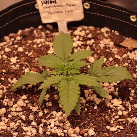 Princess Leia  growlog timeline photo