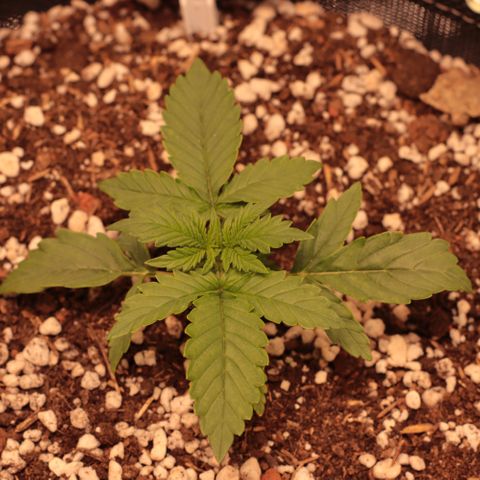 Princess Leia  growlog timeline photo