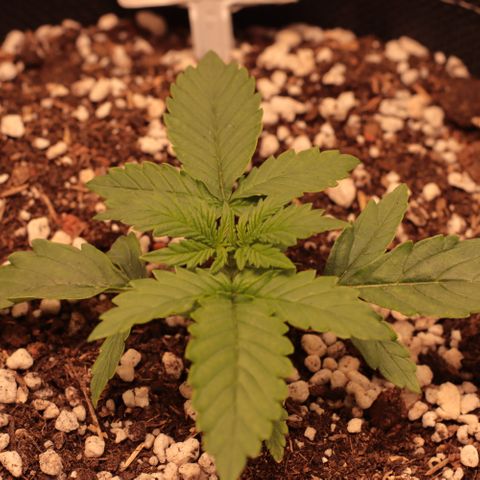 Princess Leia  growlog timeline photo