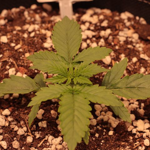 Princess Leia  growlog timeline photo