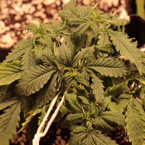 Padmé Amídala growlog timeline photo