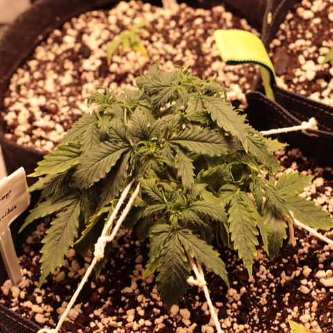 Padmé Amídala growlog timeline photo