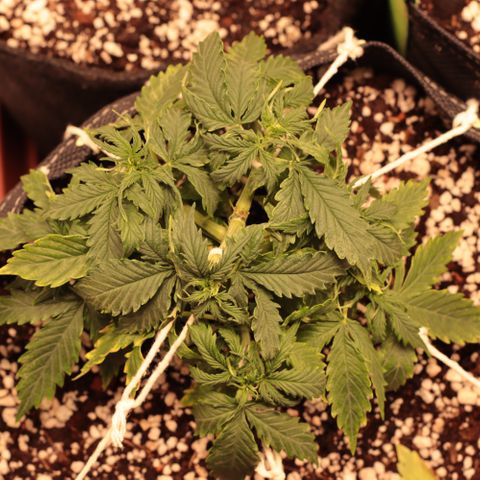 Padmé Amídala growlog timeline photo