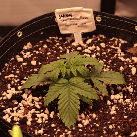 Princess Leia  growlog timeline photo