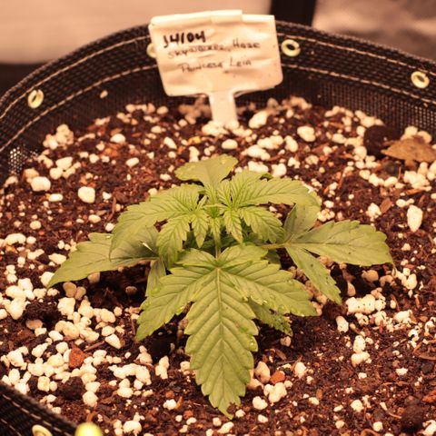 Princess Leia  growlog timeline photo
