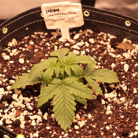 Princess Leia  growlog timeline photo