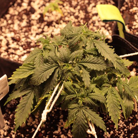 Padmé Amídala growlog timeline photo