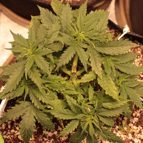 Padmé Amídala growlog timeline photo
