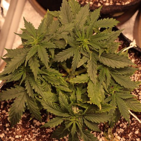 Padmé Amídala growlog timeline photo