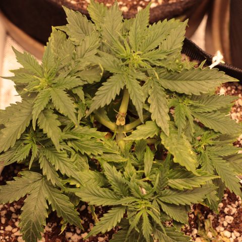 Padmé Amídala growlog timeline photo