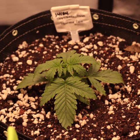 Princess Leia  growlog timeline photo