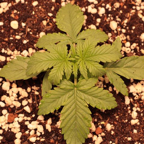 Princess Leia  growlog timeline photo