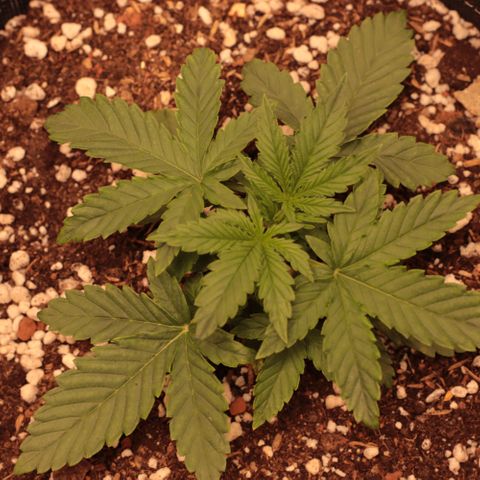 Princess Leia  growlog timeline photo