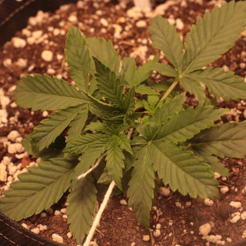 Princess Leia  growlog timeline photo