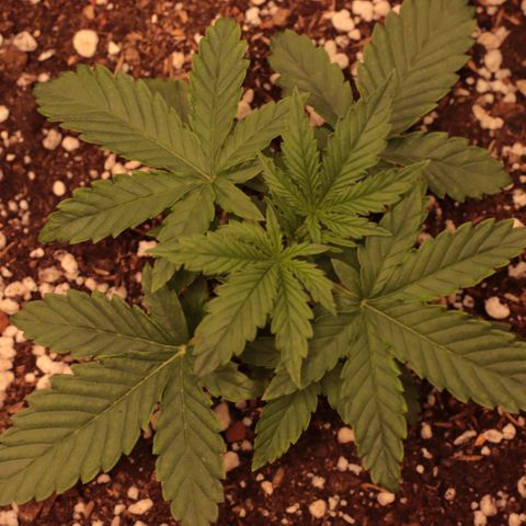 Princess Leia  growlog timeline photo
