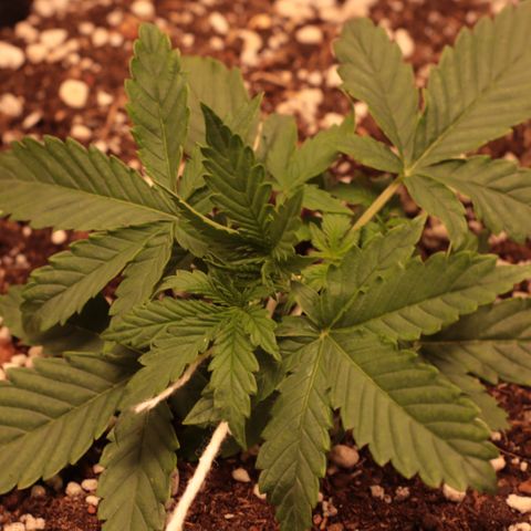 Princess Leia  growlog timeline photo