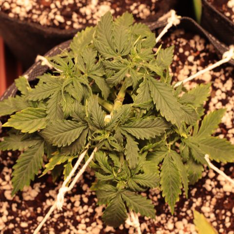 Princess Leia  growlog timeline photo