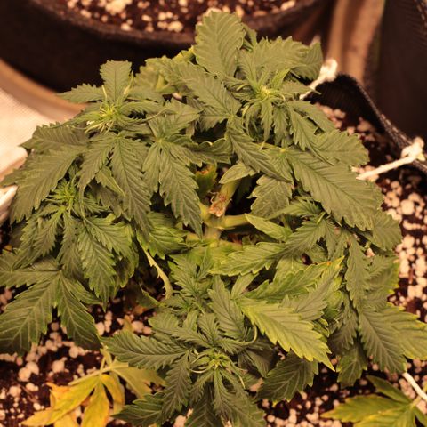 Padmé Amídala growlog timeline photo