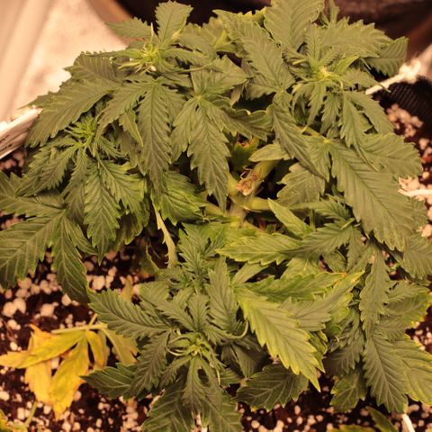 Padmé Amídala growlog timeline photo