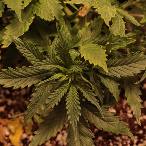 Padmé Amídala growlog timeline photo