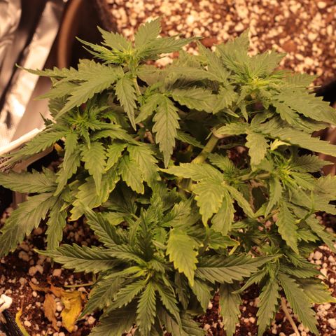 Padmé Amídala growlog timeline photo